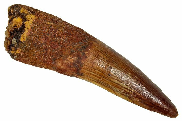 Fossil Spinosaurus Tooth - Real Dinosaur Tooth #327597